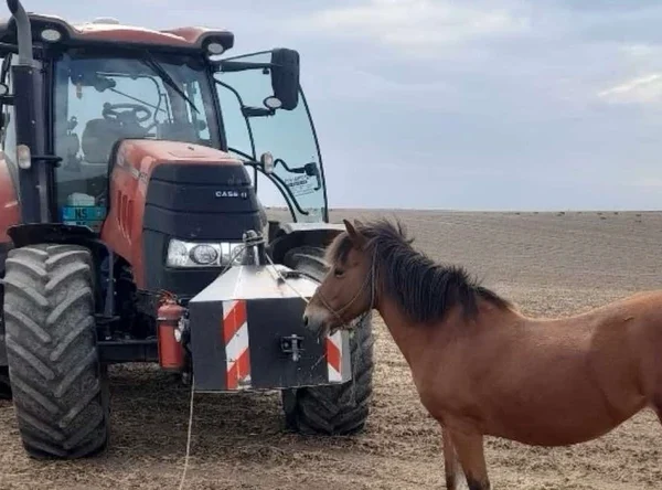 АЛЕКСАНДАР ПРОНАШАО ИЗГУБЉЕНУ ЖДРЕБНУ КОБИЛУ